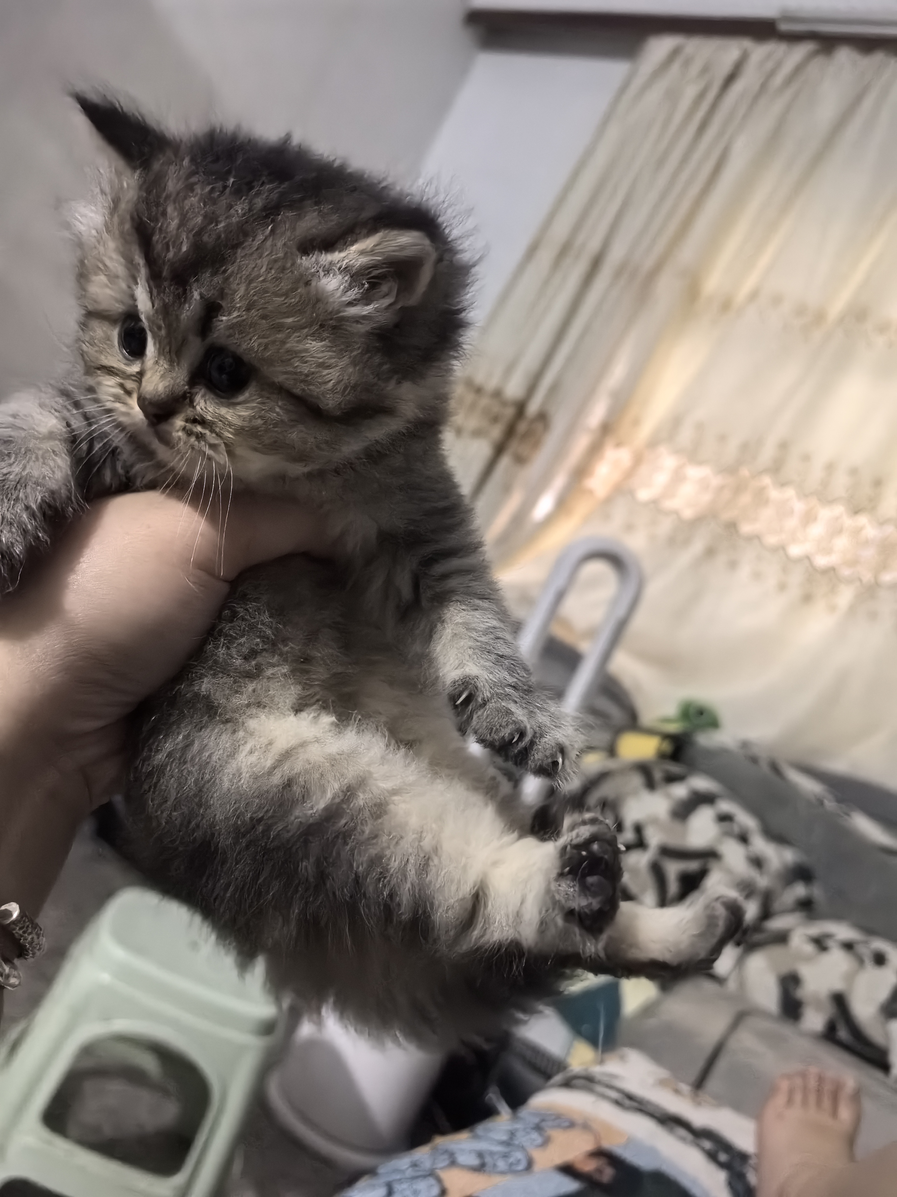 可爱的小猪咪